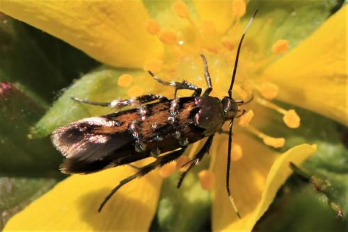 Pancalia leuwenhoekella